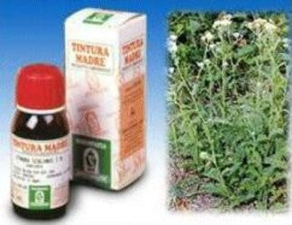 ACHILLEA-51-TINTURA-MADRE-50-ML