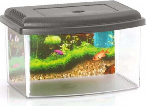 Acquario Rettangolare In Plastica Rigida 5,5 Lt Con Coperchio 28 X 20 X 17 Cm Prodotti per animali > Prodotti per Acquari > Acquari e Terrari Trade Shop italia - Napoli, Commerciovirtuoso.it