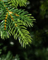 Albero di natale con Tronco Dolomiti in PE Effetto Real Touch