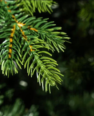 Albero di natale con Tronco "Dolomiti" in PE Effetto Real Touch