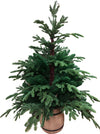 Albero di Natale Abete verde con vaso, in PE Effetto Real Touch h 130 cm Casa e cucina/Decorazioni per interni/Addobbi e decorazioni per ricorrenze/Decorazioni natalizie/Alberi di natale artificiali MagiediNatale.it - Altamura, Commerciovirtuoso.it