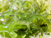 Opti3 Omega3 da alghe vegetali, vegan, senza retrogusto, 300mg EPA, 500mg DHA e 200 UI di Vitamina D3, 60 cps,