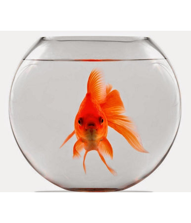 Ampolla Boccia Per Pesci In Vetro 20 Cm Acquario Pesce Rosso Centrotavola