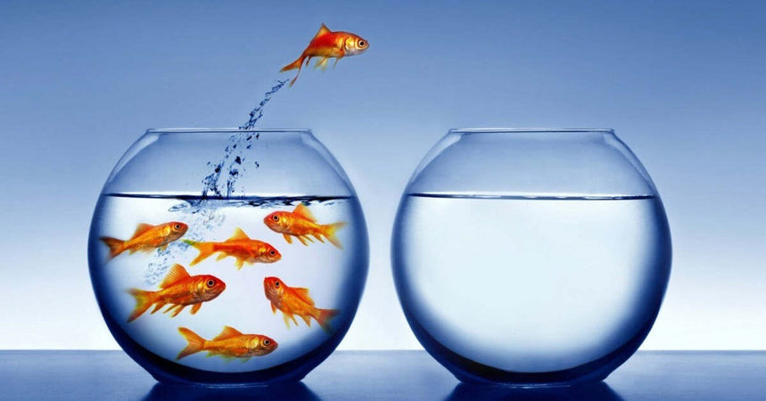 Ampolla Boccia Per Pesci In Vetro 25 Cm Acquario Pesce Rosso Centro Tavola Casa Prodotti per animali domestici/Pesci e animali d'acqua/Acquari e bocce per pesci/Bocce per pesci Trade Shop italia - Napoli, Commerciovirtuoso.it