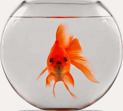 Ampolla Boccia Per Pesci In Vetro 30 Cm Acquario Pesce Rosso Centrotavola Acquari e Terrari Trade Shop italia - Napoli, Commerciovirtuoso.it