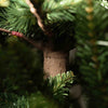 Albero di natale Tonale con Led e Tronco Marrone 80% PE Effetto Real Touch