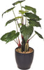 Anthurium C/vaso 56 Cm Bianchi Dino Giardino e giardinaggio/Piante semi e bulbi/Piante da interno/Fiori Loft Uno di Casa - Catania, Commerciovirtuoso.it