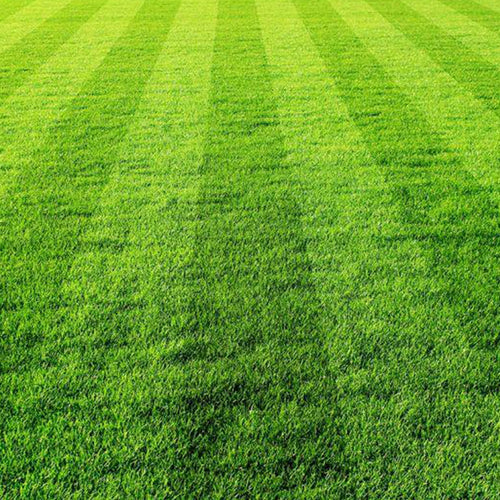 Semi di prato sportivo piante per giardino coltivazione domestica e professionale kg 1