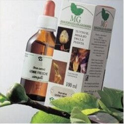 BETULLA-SEMI-Macerato-Glicerico-100-ml-Sangalli