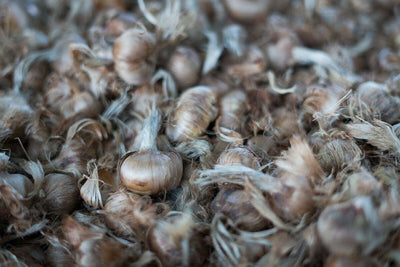 Bulbi-di-zafferano-italiano-biologici,-calibro-11,-campagna-2024