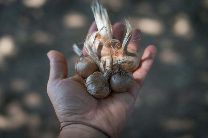 Bulbi-di-zafferano-italiano-biologici,-calibro-11,-campagna-2024