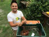 Bulbi-di-zafferano-italiano-biologici,-calibro-11,-campagna-2024
