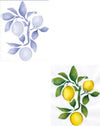 CALAMBOUR-COLLEZIONE-EASY---MASCHERINA-STENCIL-A4-21X29,7CM-LIMONI-333