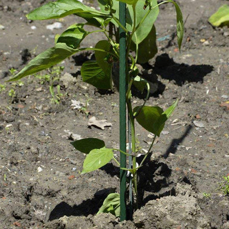 Cannetta in metallo plastificato tutore reggi piante per giardinaggio ed agricoltura Fai da te/Utensili elettrici e a mano/Attrezzi da giardinaggio/Spaghi e fascette/Legami di torsione La Zappa - Altamura, Commerciovirtuoso.it