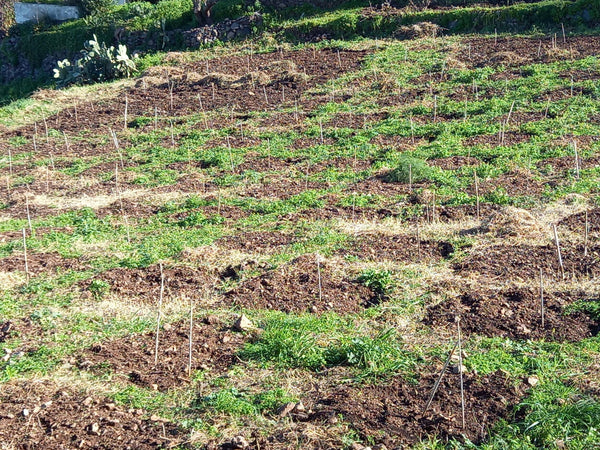 Capperi Medi Dop Sottosale Di Salina In 3 Buste Da 1 Kg cadauna Azienda Agricola Dott. Lorenzo Mirabito