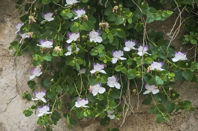 Capperi Piccoli Dop Sottosale Di Salina in 3 Buste Da 500g cadauna Azienda Agricola Dott. Lorenzo Mirabito