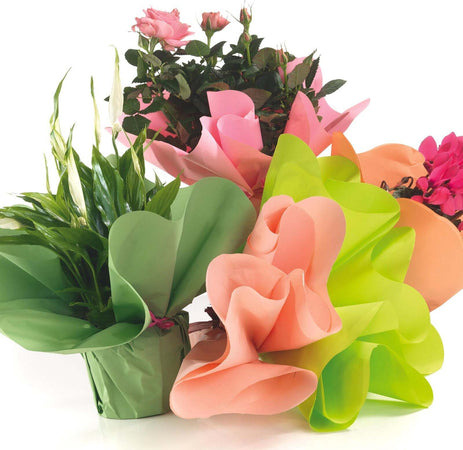 Carta colorata per avvolgere vasi in plastica impermeabile da 60 gr confezione da 25 pezzi Casa e cucina/Decorazioni per interni/Addobbi e decorazioni per ricorrenze/Decorazioni natalizie/Ghirlande e corone MagiediNatale.it - Altamura, Commerciovirtuoso.it