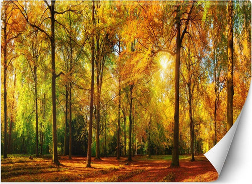 Carta-Da-Parati,-Autunno-Foresta-Natura