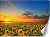 Carta-Da-Parati,-Campo-di-girasoli-Natura