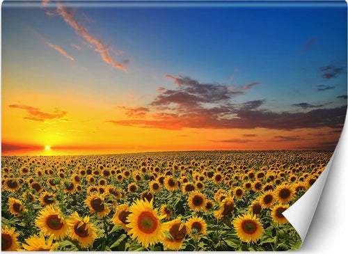 Carta-Da-Parati,-Campo-di-girasoli-Natura