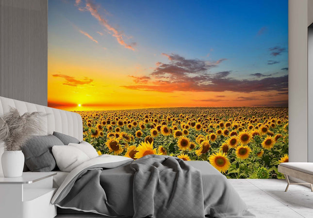Carta-Da-Parati,-Campo-di-girasoli-Natura