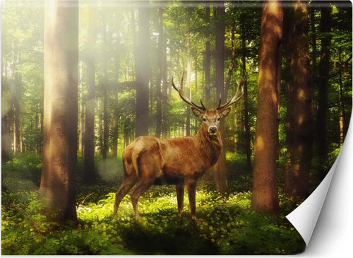Carta-Da-Parati,-Cervo-Animali-Foresta-Natura