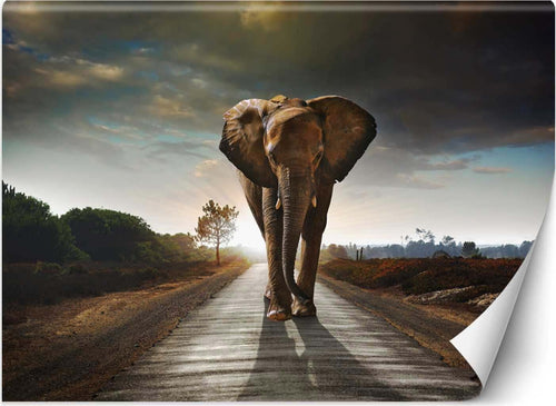 Carta-Da-Parati,-Elefante-nel-modo-animale-Africa