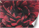 Carta-Da-Parati,-Fiore-in-scala-macro