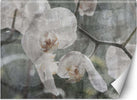 Carta-Da-Parati,-Fiori-di-orchidea-retrò