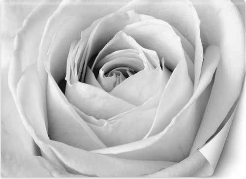 Carta-Da-Parati,-Fiori-di-rosa-bianca-Macro