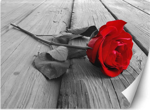 Carta-Da-Parati,-Fiori-di-rosa-rossa-retrò