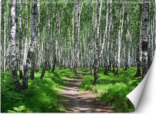 Carta-Da-Parati,-Foresta-di-betulle-Natura-Piante