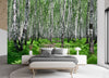 Carta-Da-Parati,-Foresta-di-betulle-Natura-Piante