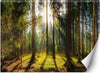 Carta-Da-Parati,-Foresta-in-pieno-sole