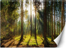 Carta-Da-Parati,-Foresta-in-pieno-sole
