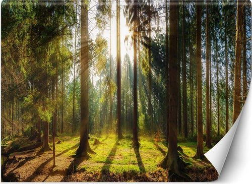 Carta-Da-Parati,-Foresta-in-pieno-sole