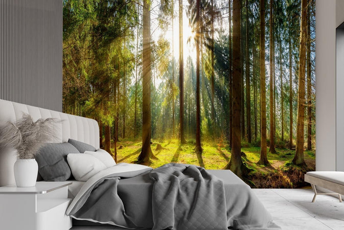 Carta-Da-Parati,-Foresta-in-pieno-sole