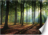 Carta-Da-Parati,-Mattina-in-una-foresta