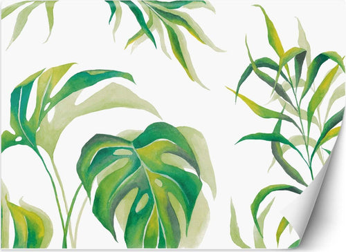 Carta-Da-Parati,-Monstera-Foglia-Piante-Verde