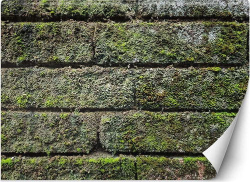 Carta-Da-Parati,-Muro-di-mattoni-vintage