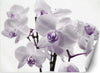 Carta-Da-Parati,-Orchidea-in-fiore