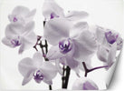 Carta-Da-Parati,-Orchidea-in-fiore