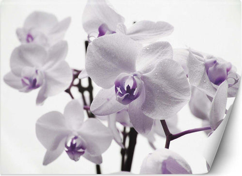 Carta-Da-Parati,-Orchidea-in-fiore