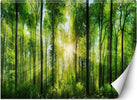 Carta-Da-Parati,-Raggi-di-sole-nella-foresta
