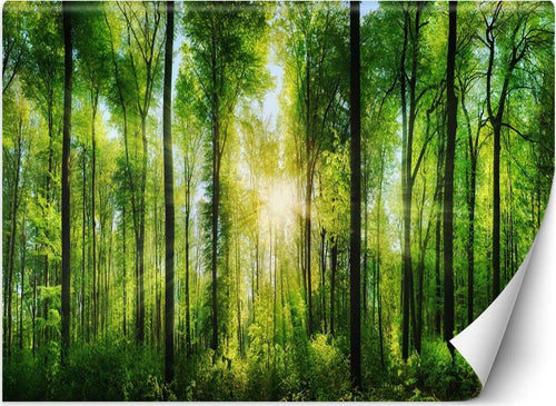 Carta-Da-Parati,-Raggi-di-sole-nella-foresta