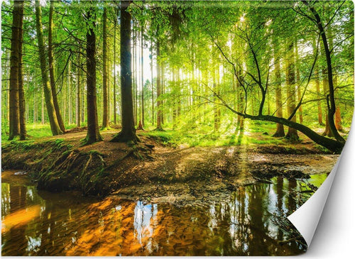 Carta-Da-Parati,-Ruscello-nella-foresta-all'alba-Natura