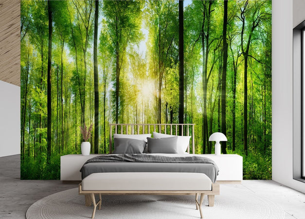 Carta-Da-Parati,-Sole-foresta-natura