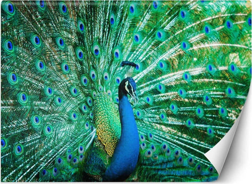 Carta-Da-Parati,-Uccelli-colorati-Pavone-Natura