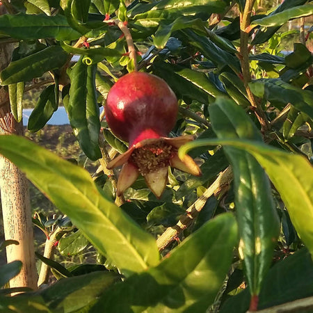 Cassetta Melagrana Siciliana Melograno Siciliano Senza Ogm Origine Sicilia Varietà Wonderful Il Melograno Peloritano