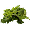 Semi di cima di Rapa Leccese sessantina cima grossa piante per orto e giardino